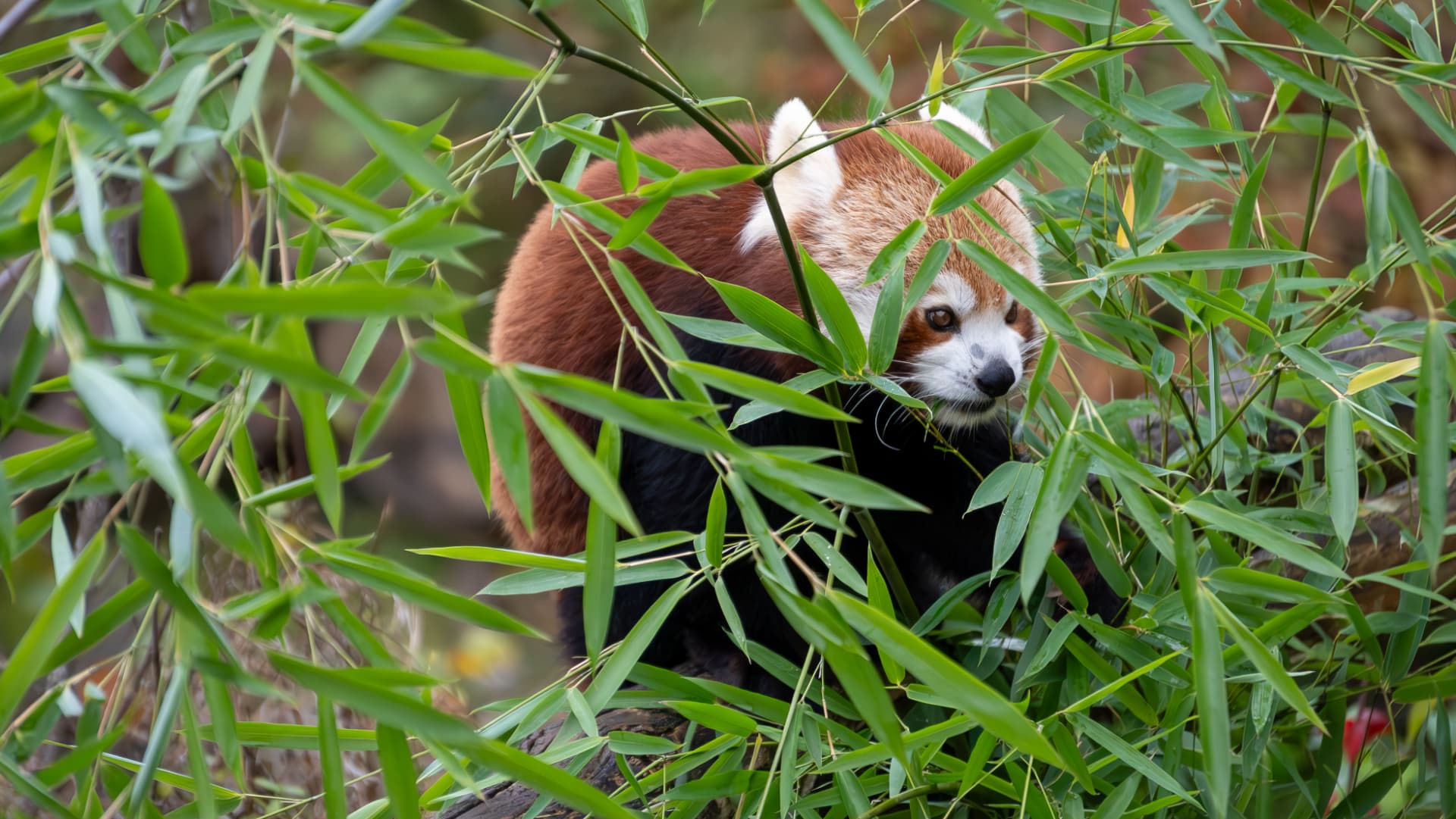 Roter Panda im Bambus